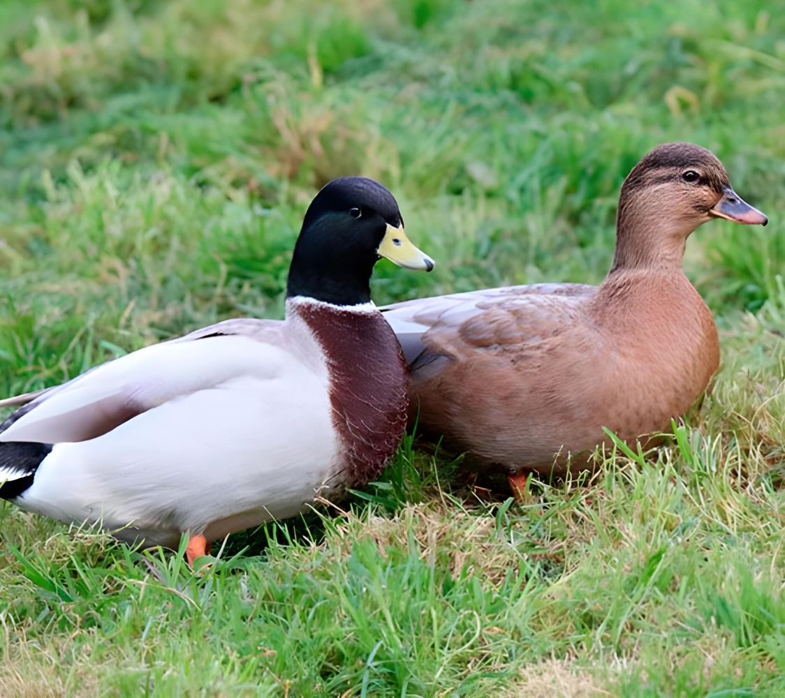 Pareja pato miñón asalmonado	
