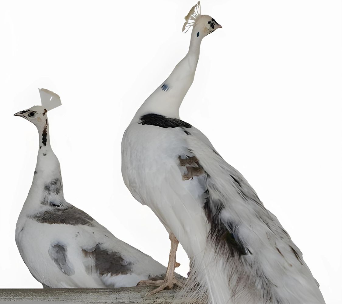 pavo real arlequin plateado