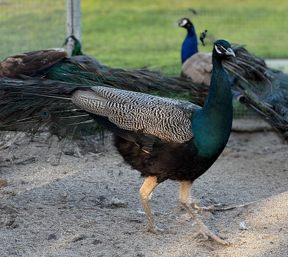 pavo real azul de Prusia