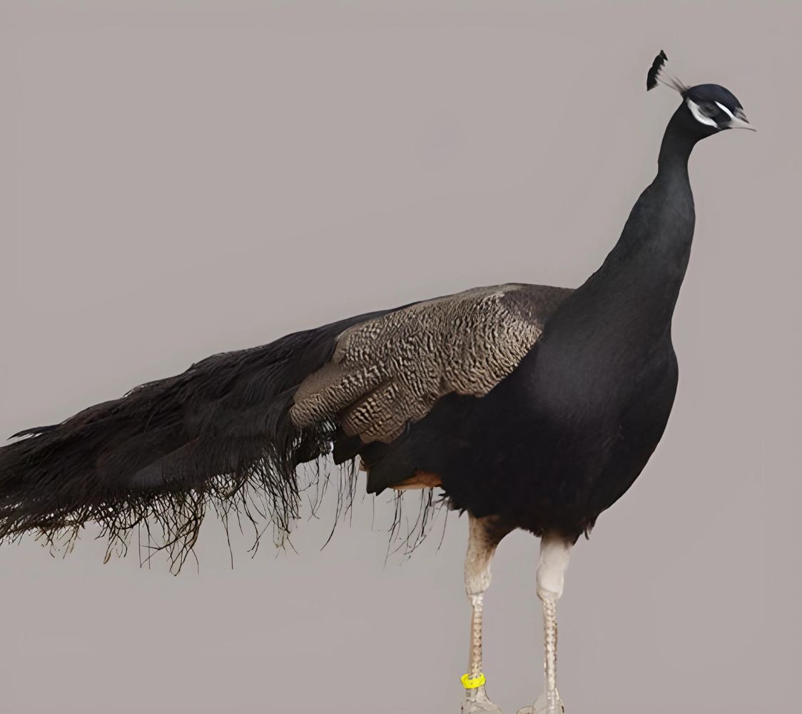 pavo real color bronce	