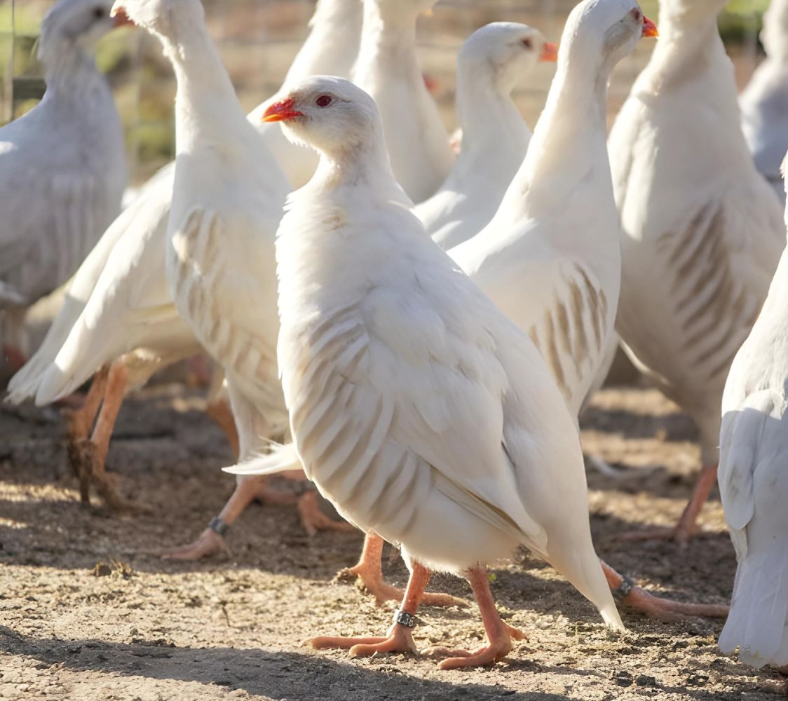 perdiz blanca (alectoris greca mutation)	