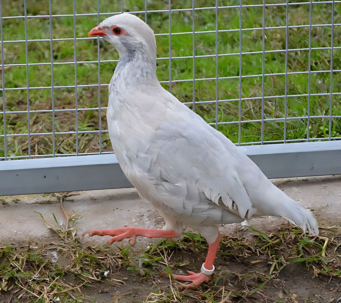 perdiz plateada (alectoris rufa mutación)	