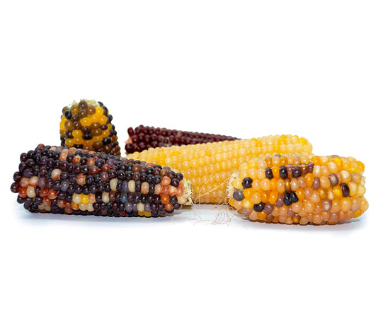 mini mazorcas de maíz