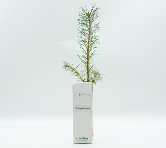 Pino piñonero comprar