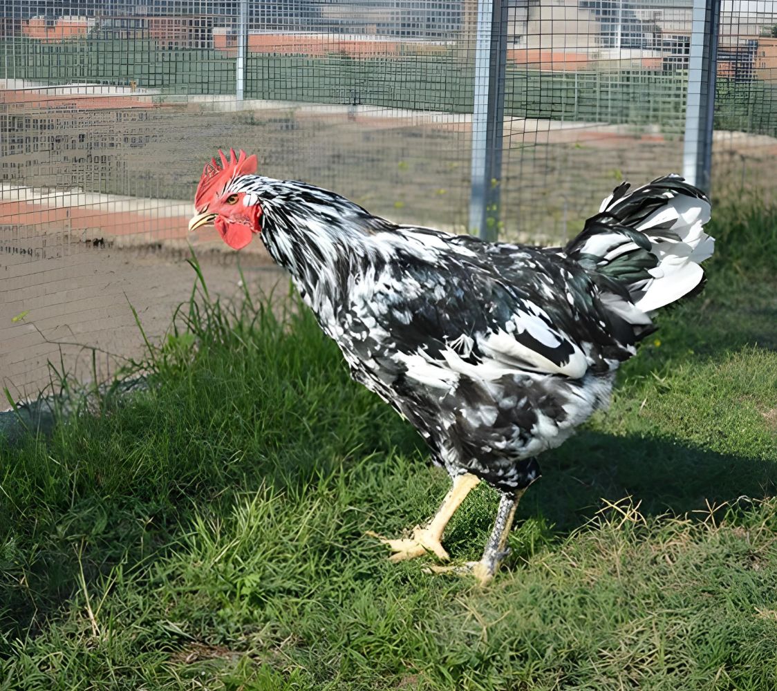 Gallo Pinta asturiana	