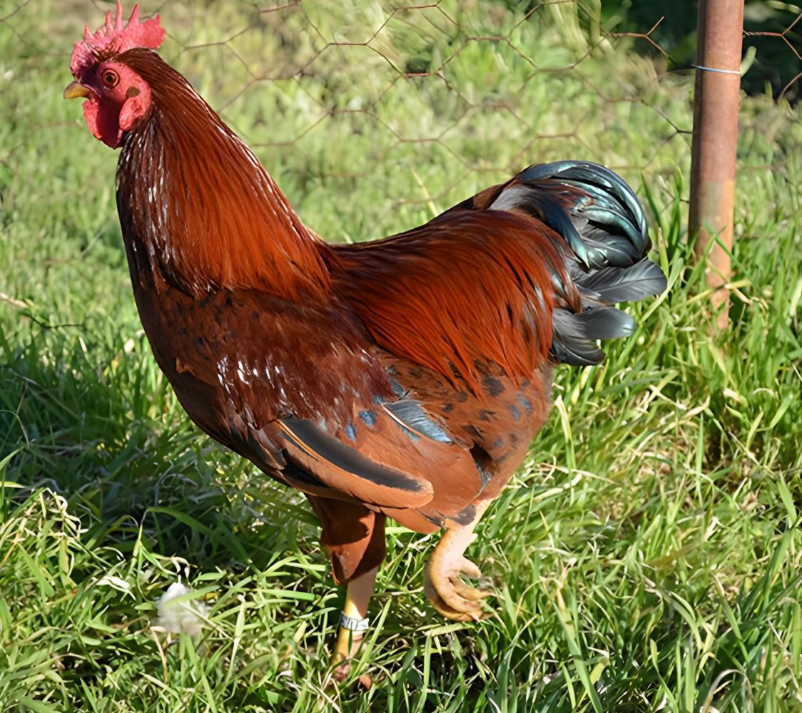 macho plymouth rock enano	