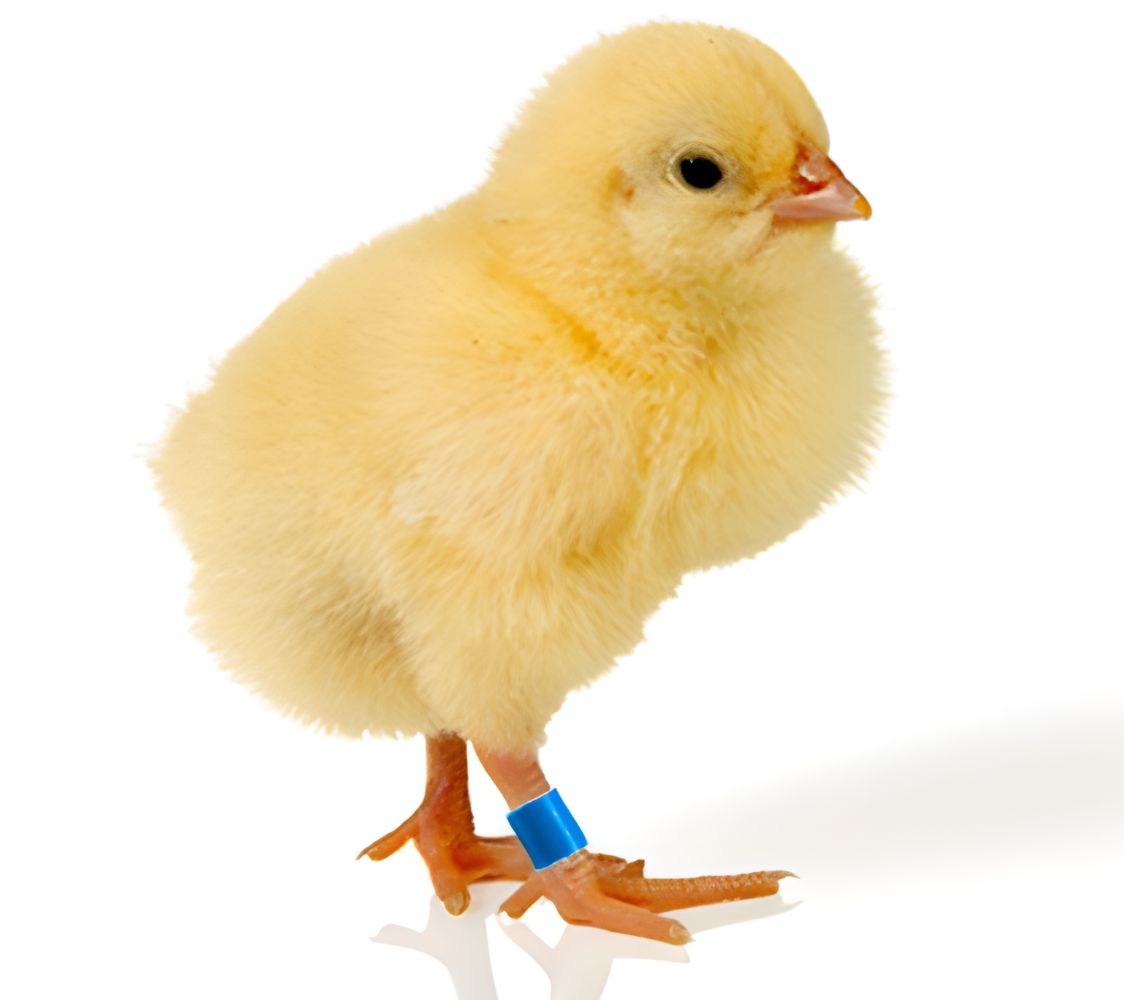 anillas flexibles para pollitos	