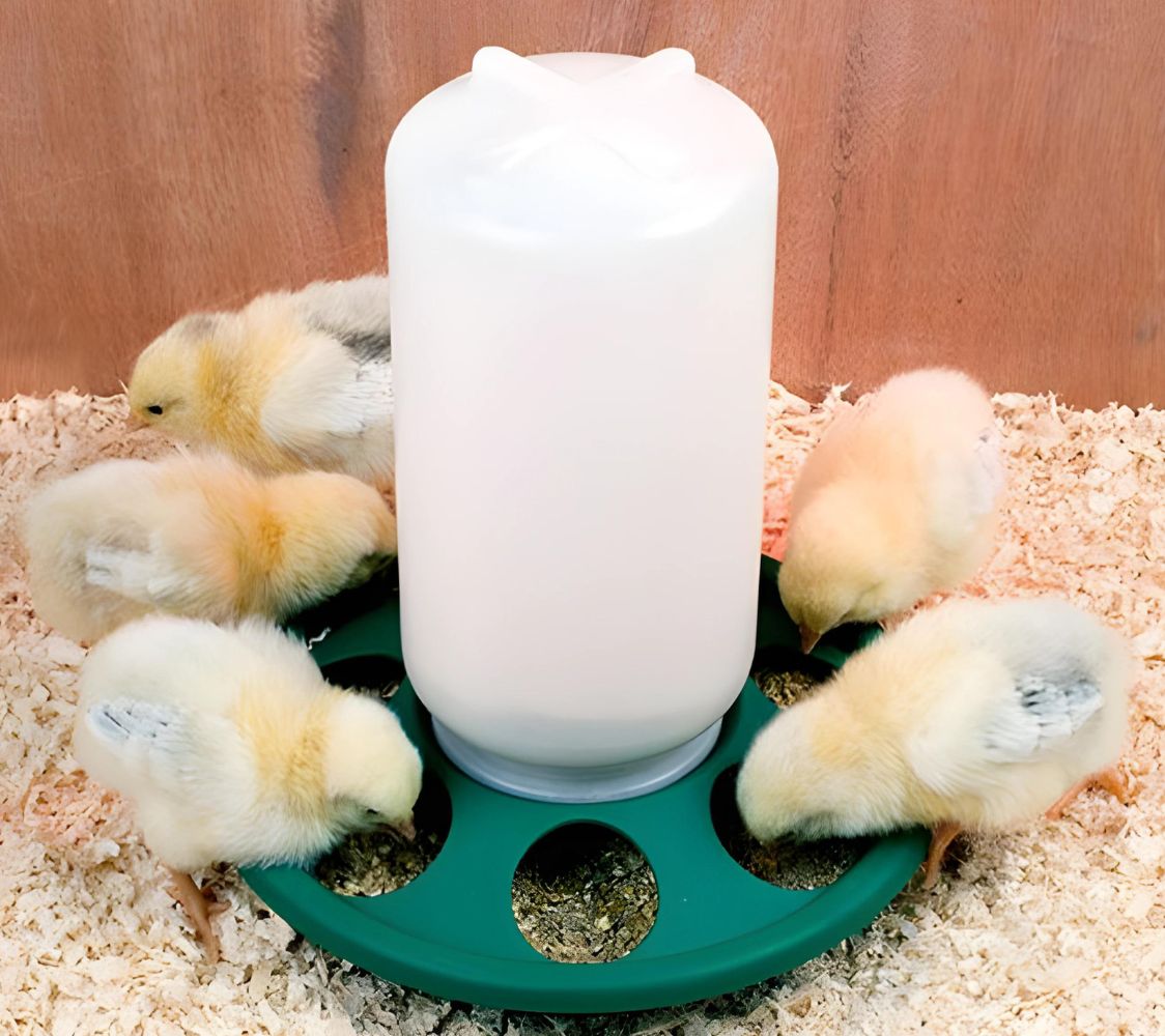 pollitos comiendo del comedero	