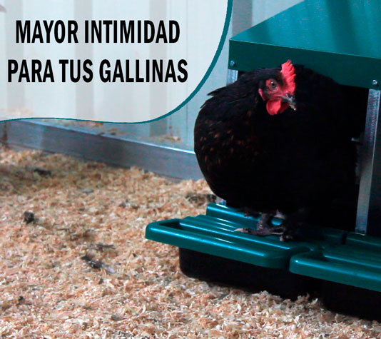 gallina en ponedero prefabricado