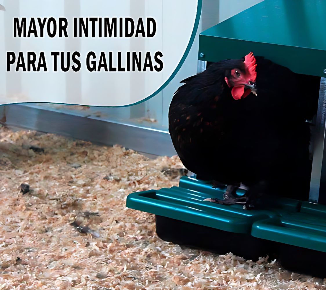 gallina en ponedero prefabricado 1 hueco	