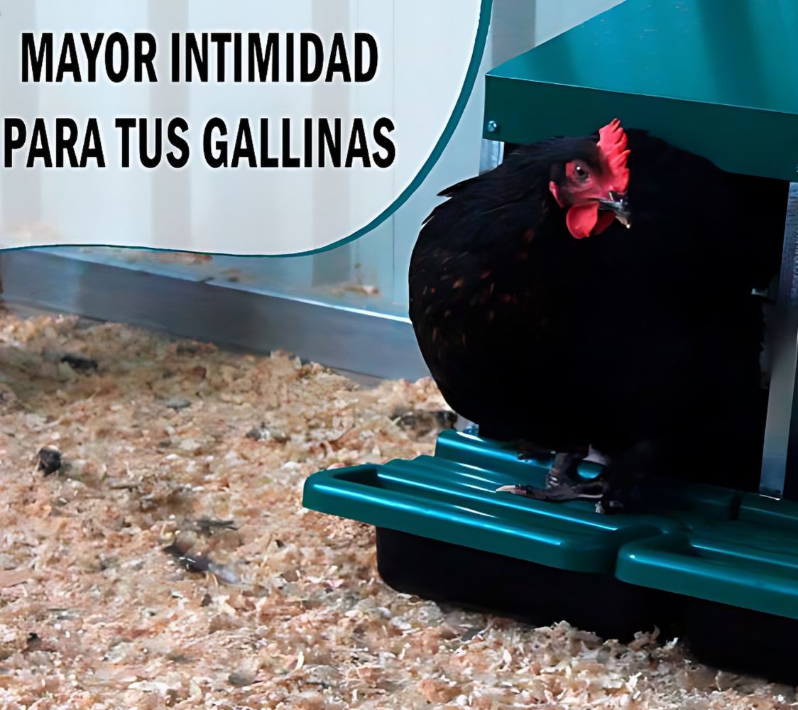 gallina en ponedero eco 6 huecos	
