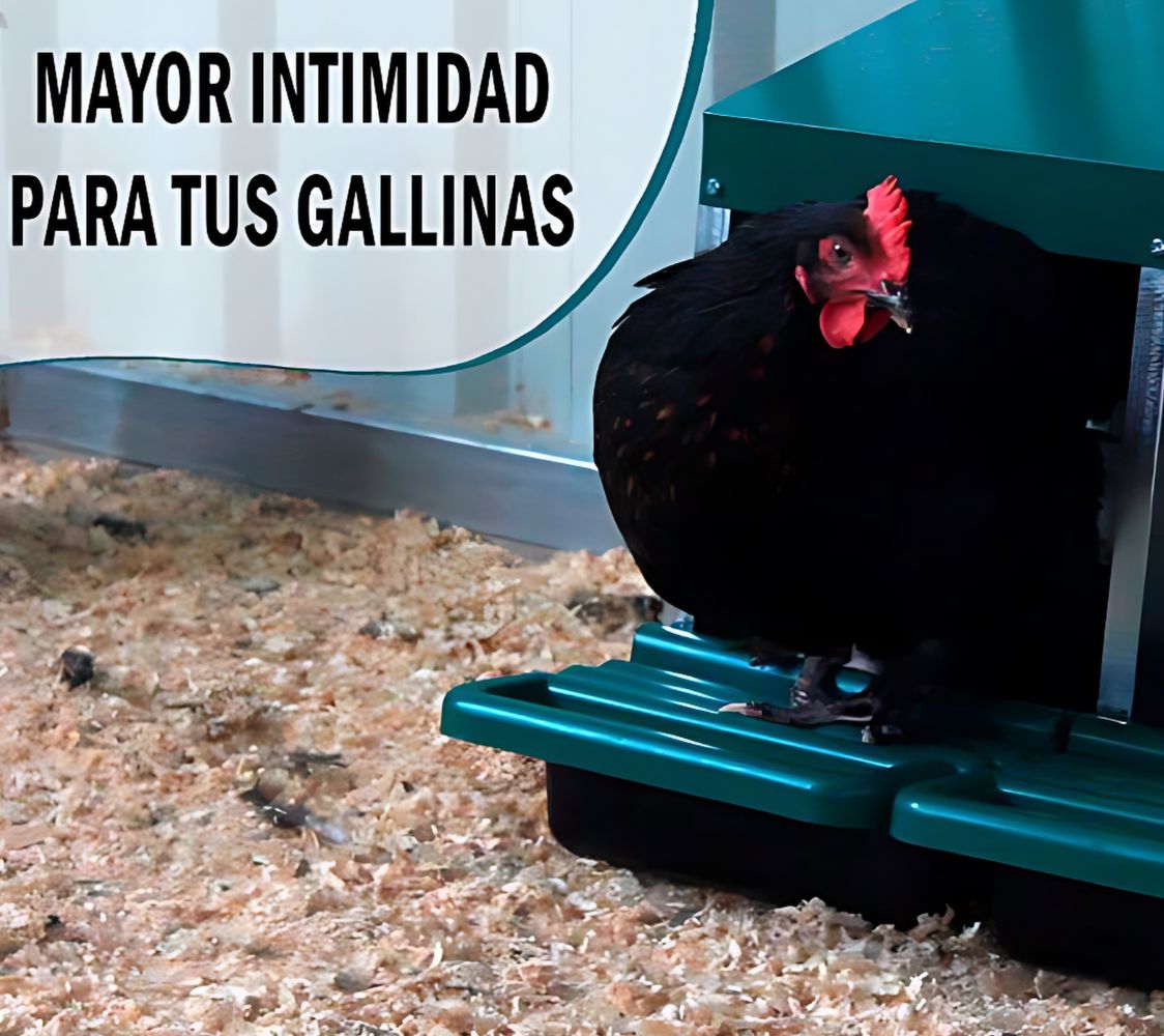 gallina en ponedero eco 3 huecos	