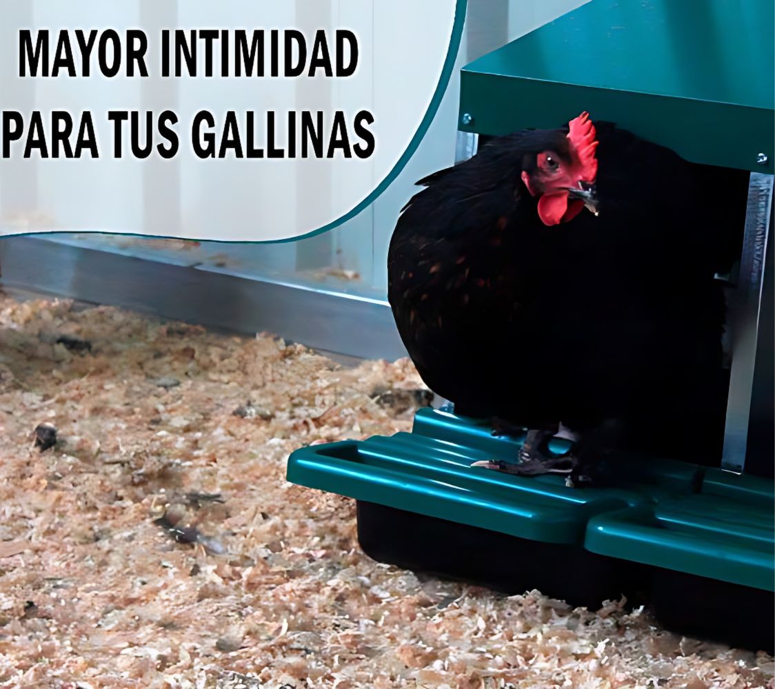 Gallina en ponedero eco 8 huecos	