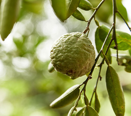 Rama con fruto del naranjo amargo