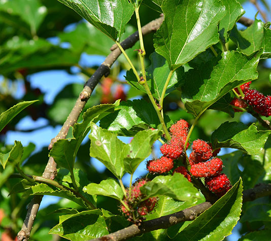 rama de hojas morera