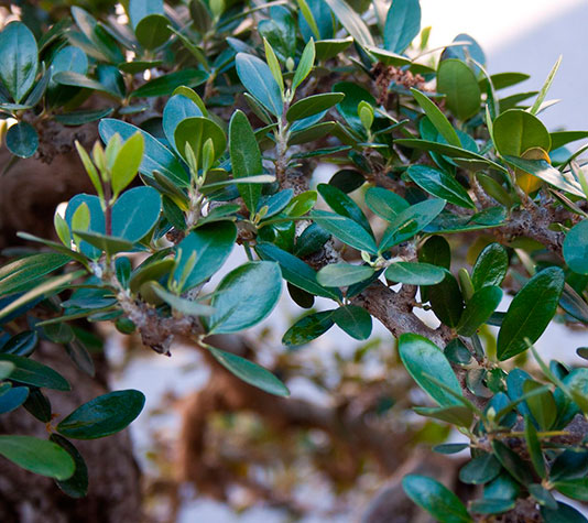 rama de hojas perennes del acebuche u olivo silvestre