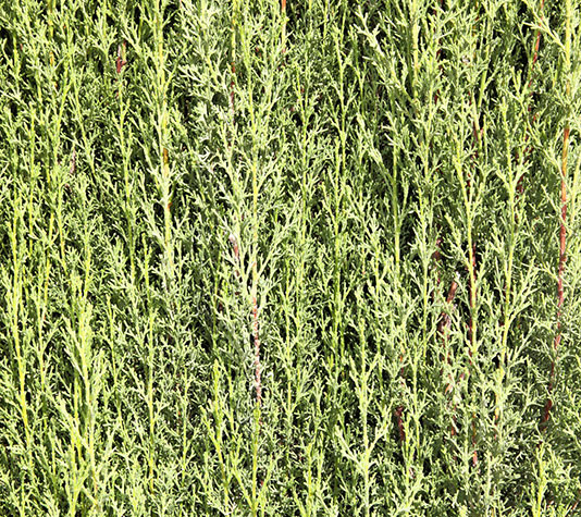 Ramaje tupido del cipres