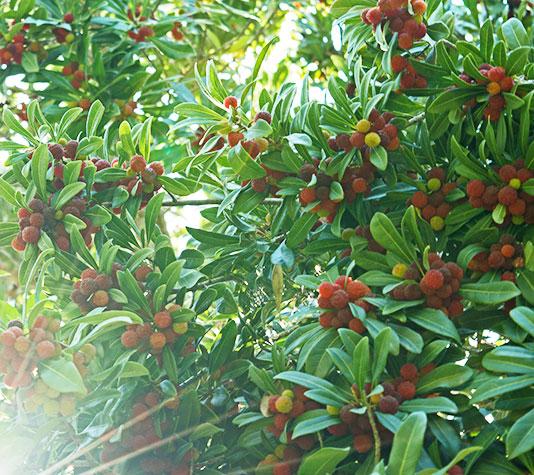 ramas y hoja árbol madroño