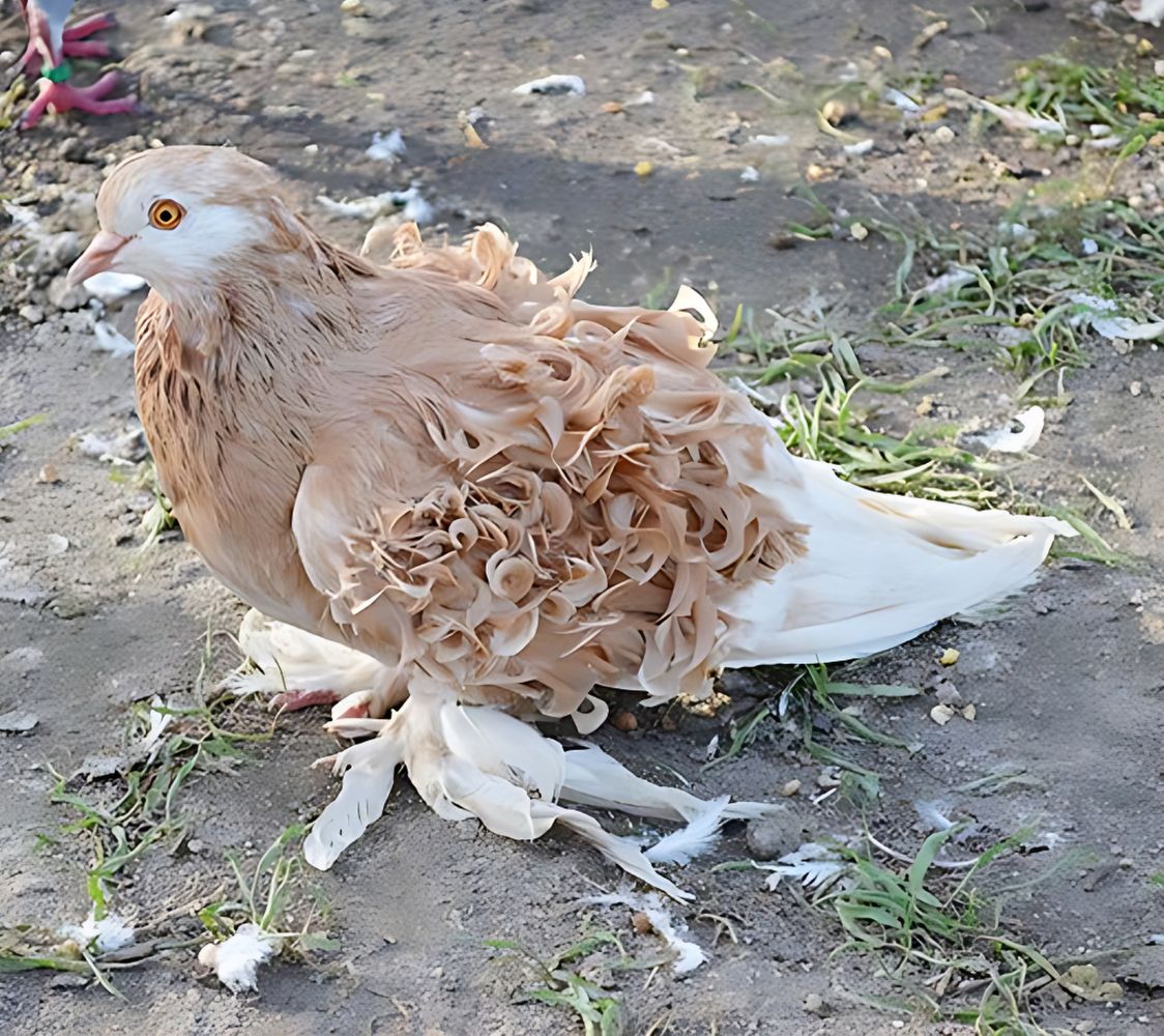 Paloma Rizada amarilla	