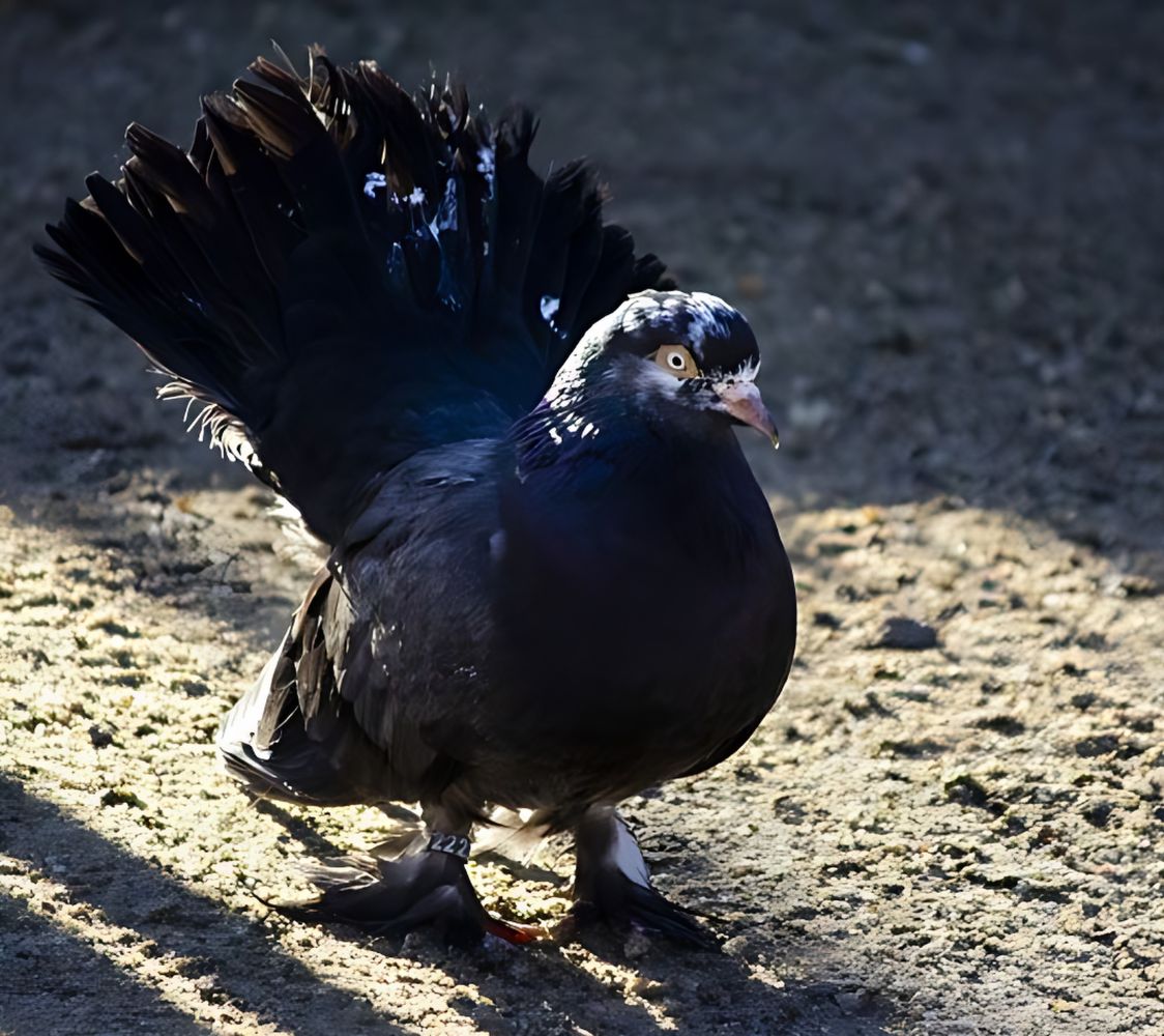 paloma Rodante de Persia	
