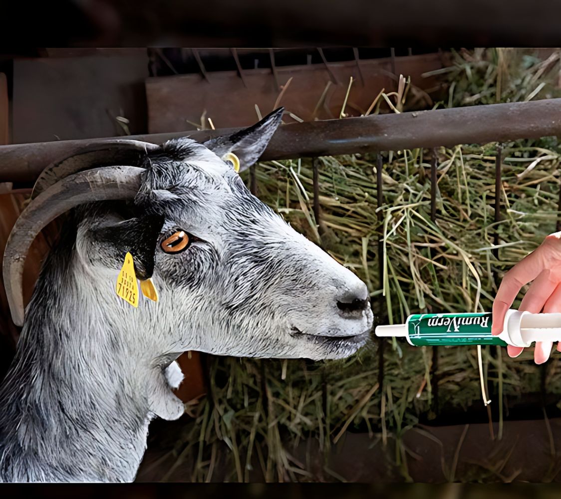 Rumiverm previene vermes en cabras y ovejas	