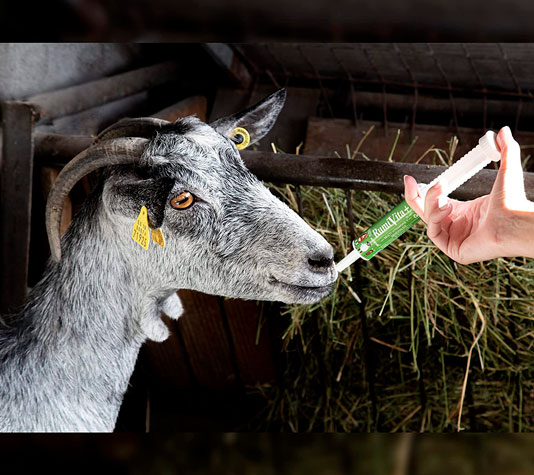 Rumivita es un suplemento nutricional para cabras, ovejas y otros rumiantes