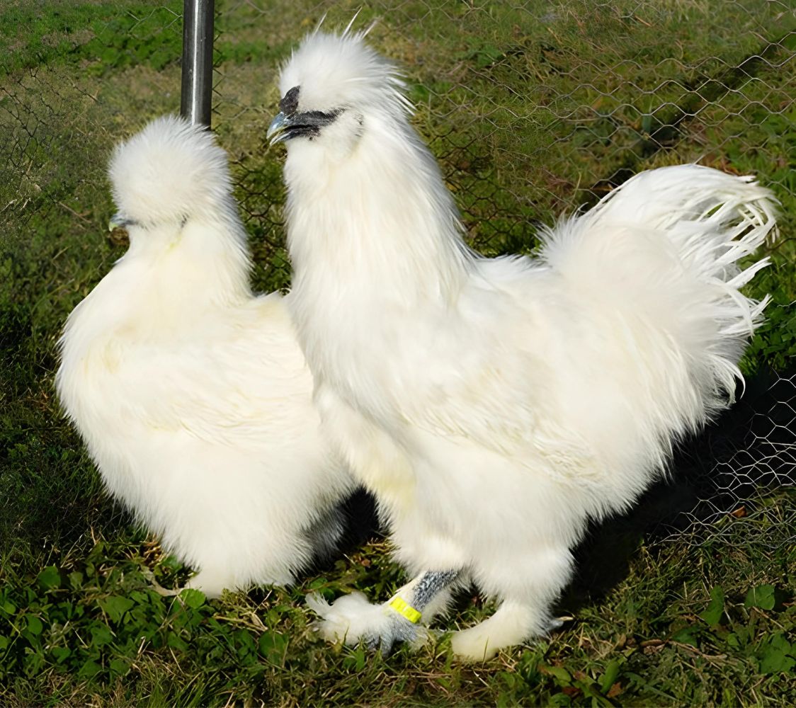gallina sedosa blanca pareja	