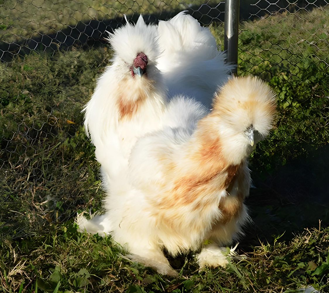 gallina sedosa blanco babero leonado	