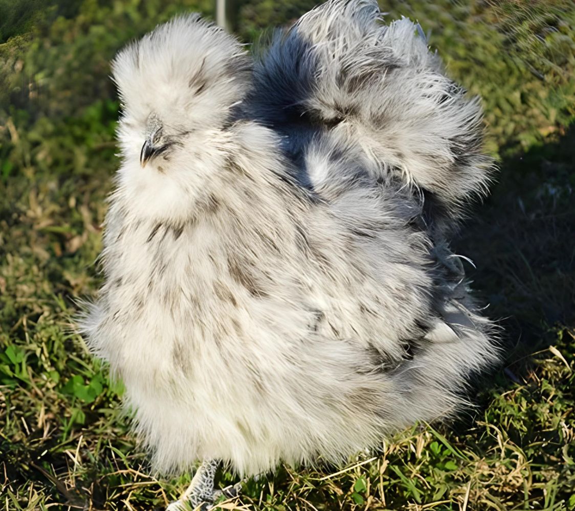 Gallina Sedosa splash	