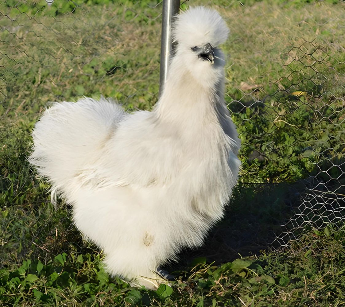 gallina sedosa gris perla	