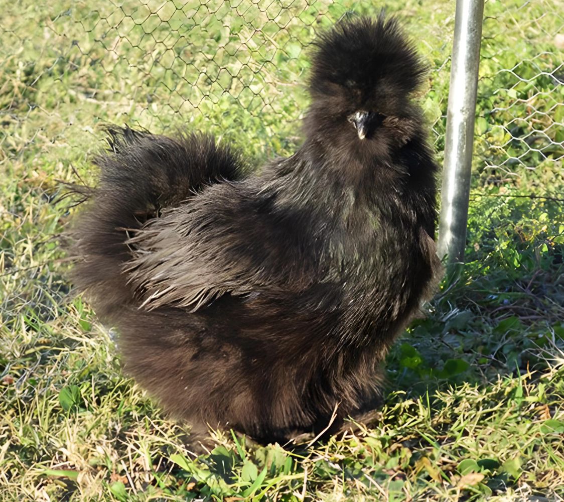 Gallina Sedosa negra
