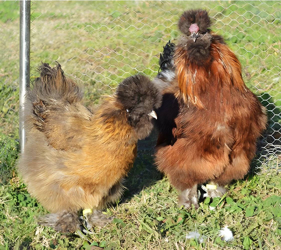 gallina sedosa dorado aperdizado pareja	