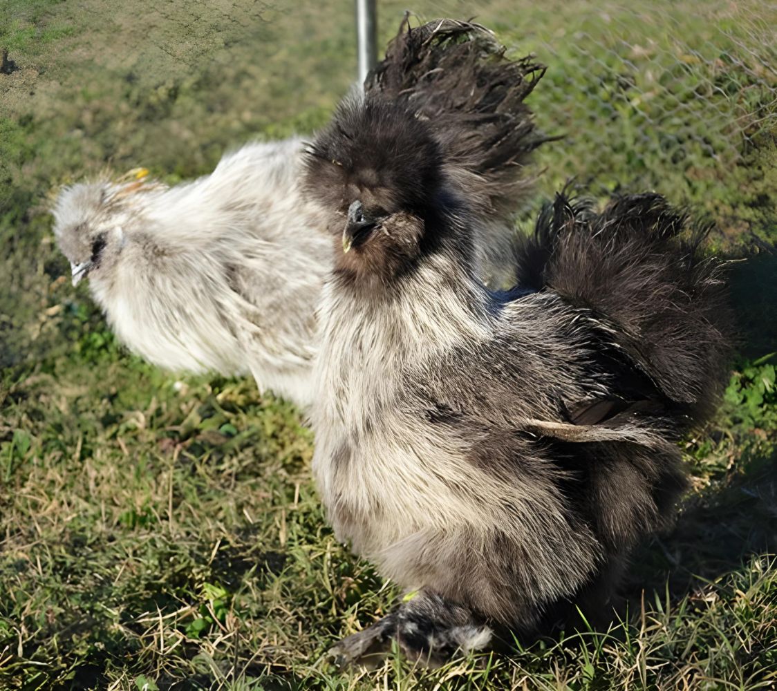  gallina Sedosa plateado aperdizado	