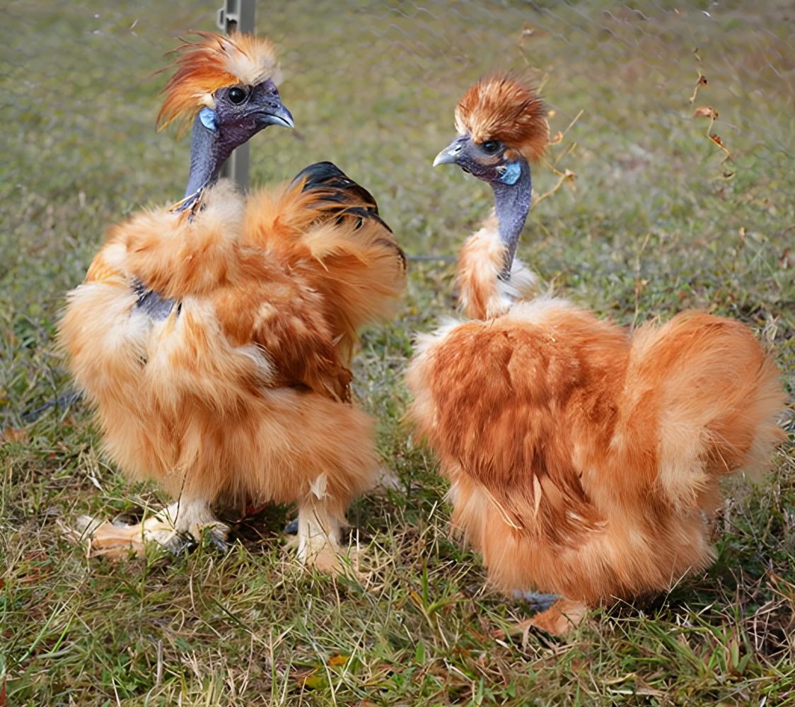 sedosa showgirl leonada	