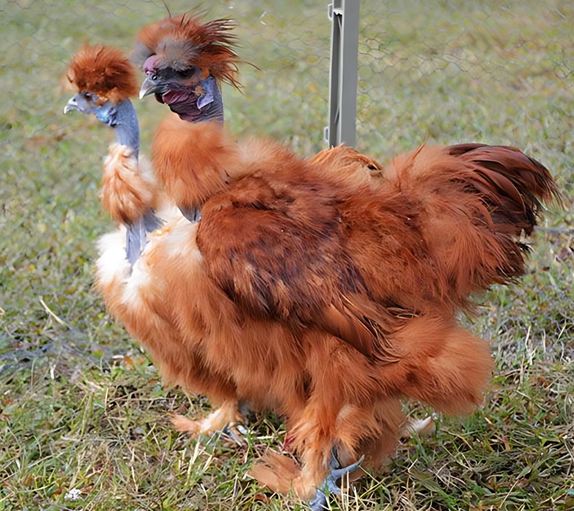  sedosa showgirl roja	