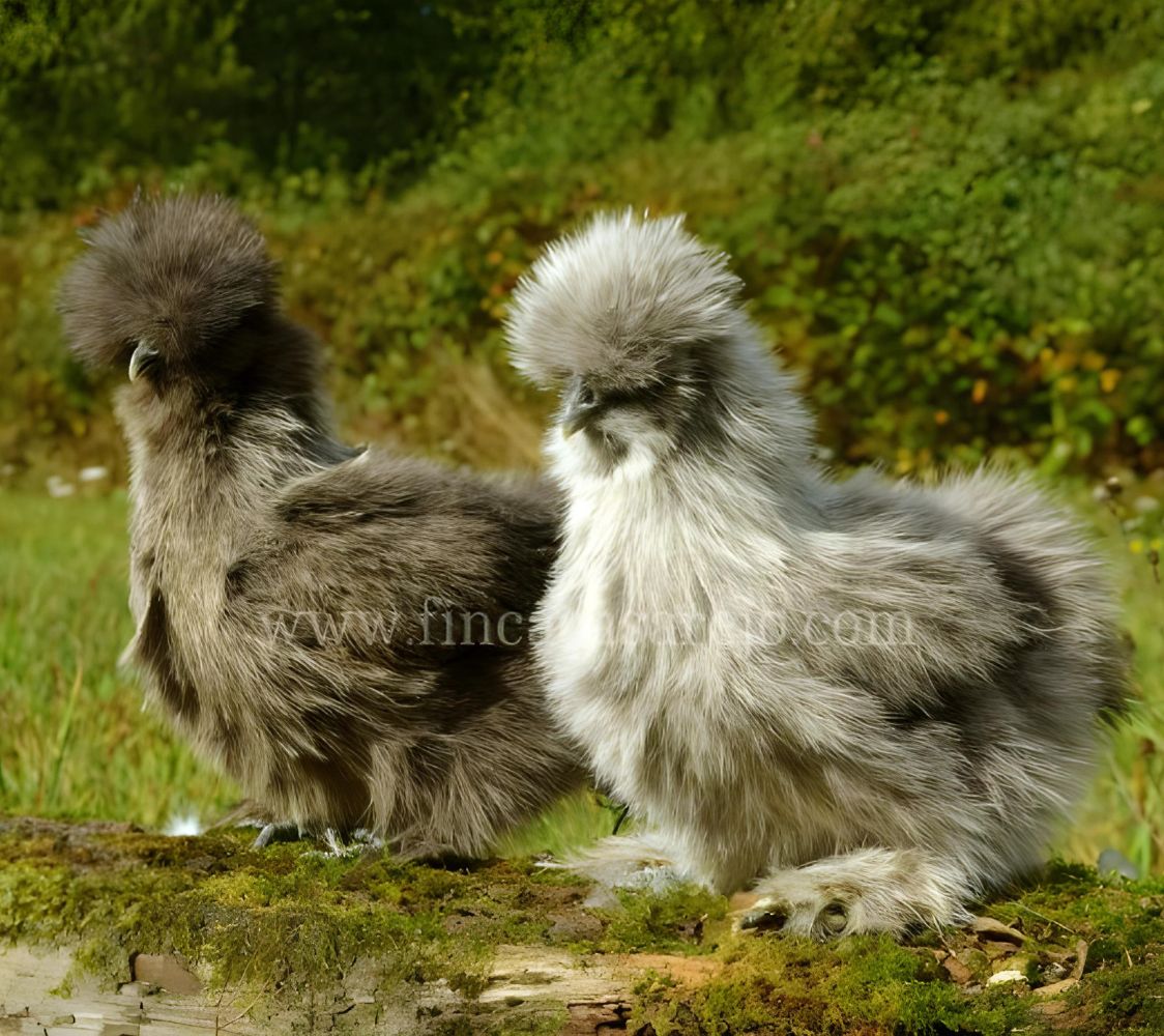  gallina Sedosa plateado aperdizado	