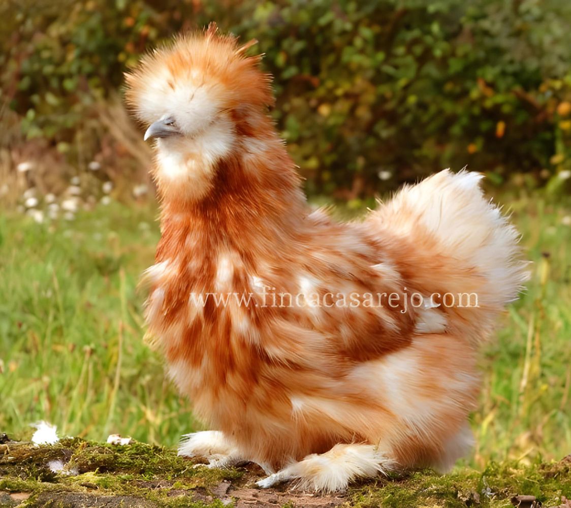 Gallina Sedosa blanca salpicada de rojo	