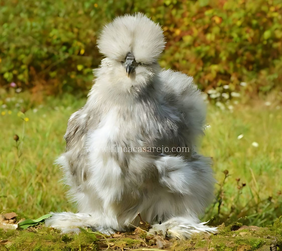 gallina sedosa splash, gallina silkie	