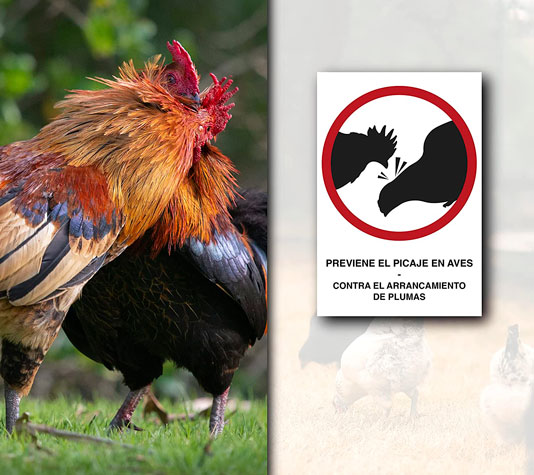 spraypicaje finca casarejo