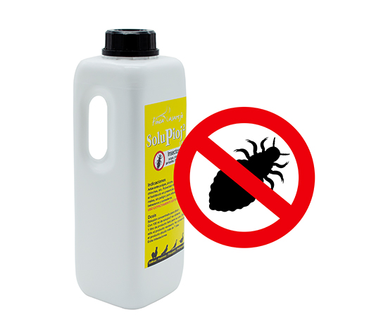 solupioj piojo de las gallinas