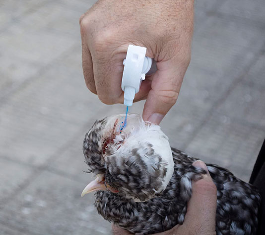 Desinfectante azul para curar heridas de animales