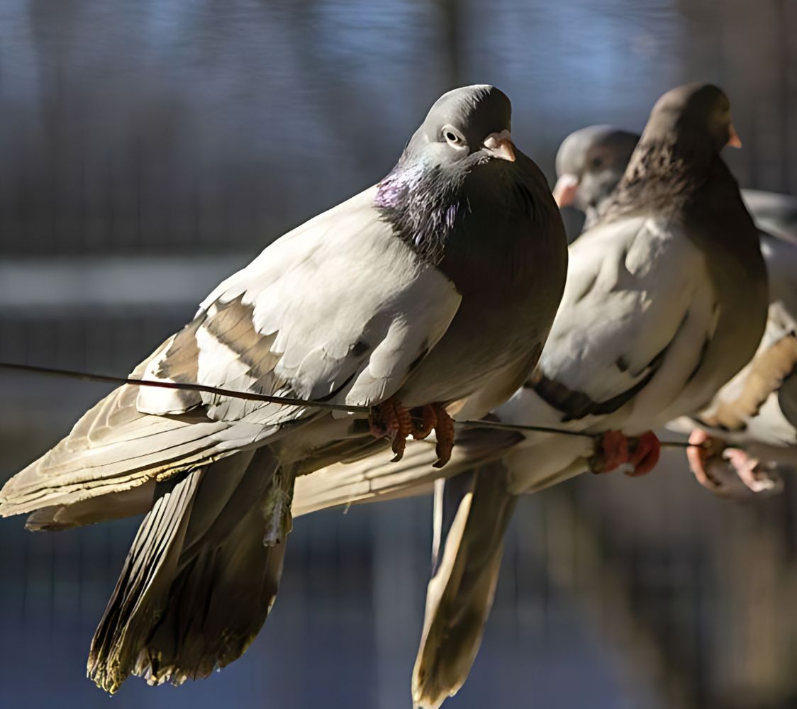 palomas volteadora bragagiu rumano	