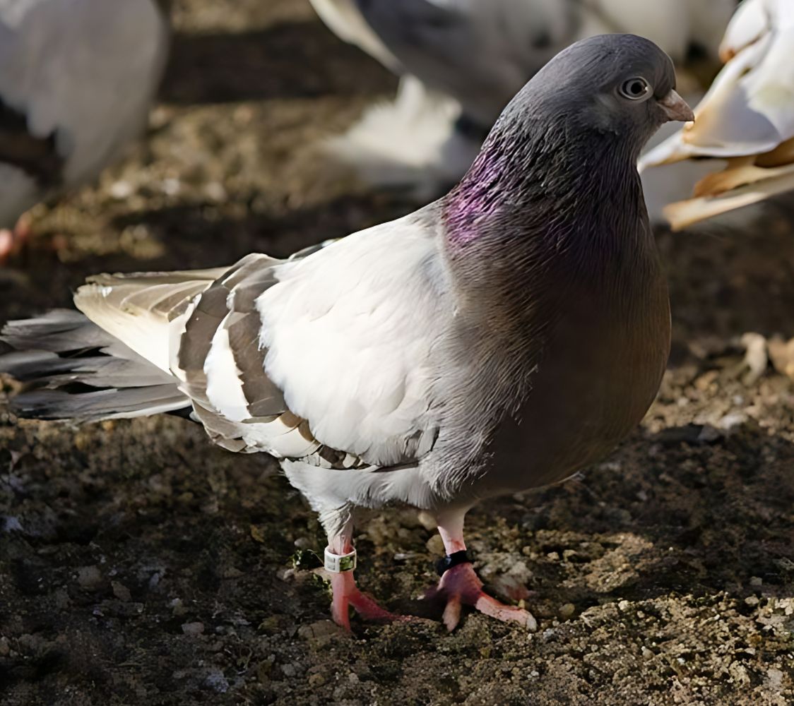 paloma volteadora bragagiu rumano	
