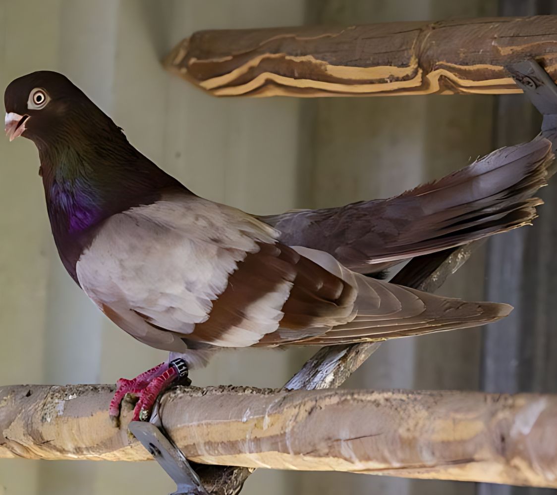 palomas Voladoras Gagi (volteadora)	
