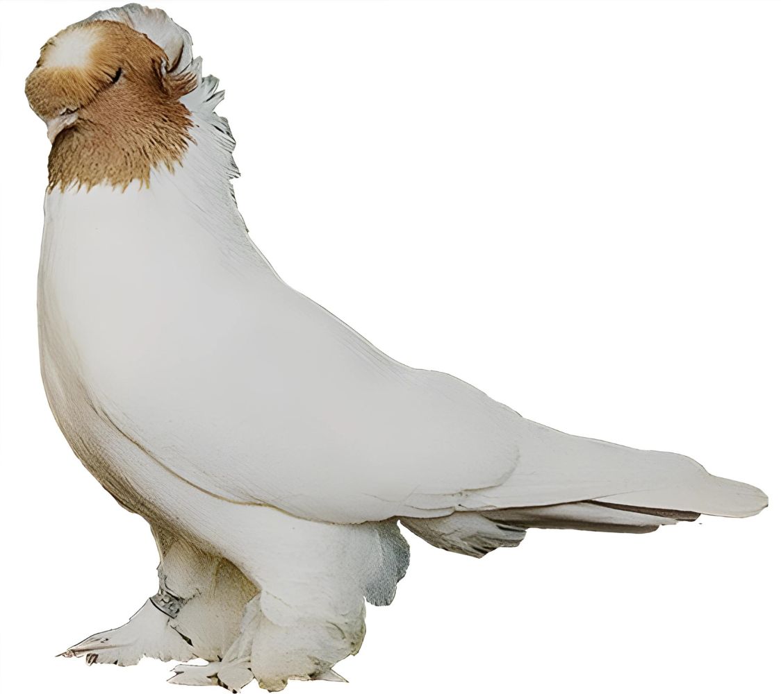 volteadora de botosani	