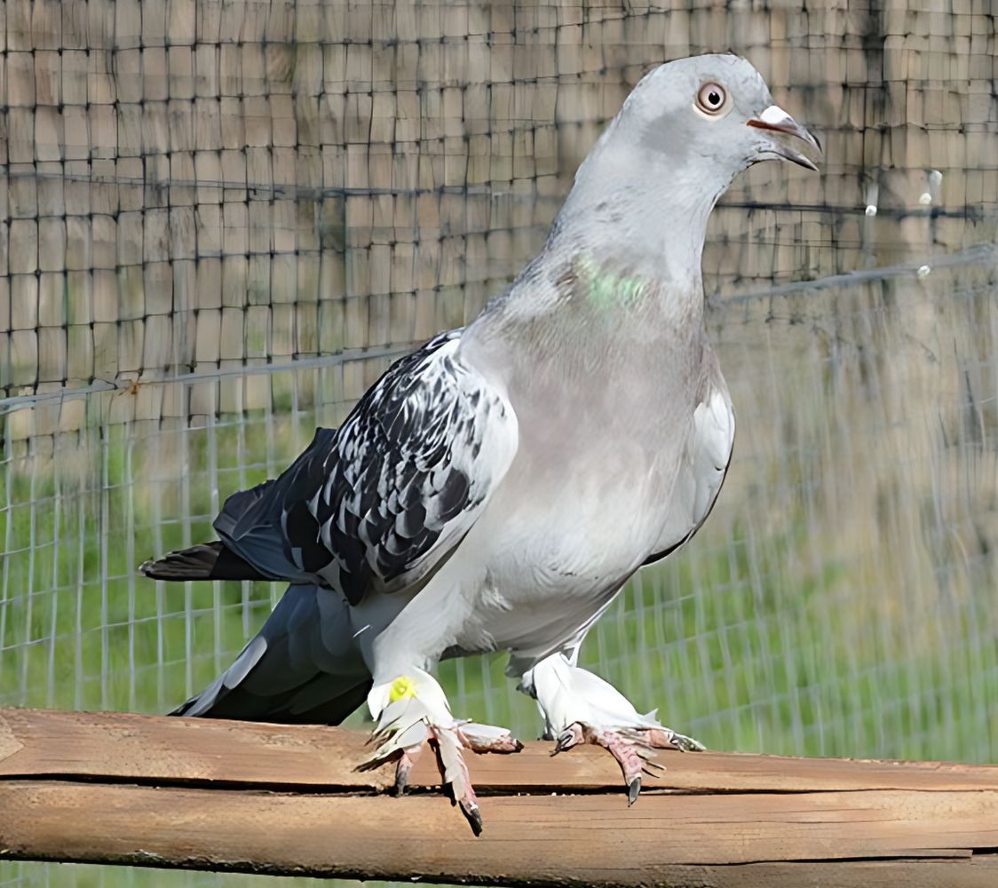 paloma volteadora takla alas prietas	