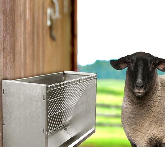 Forrajera para ovinos y caprinos