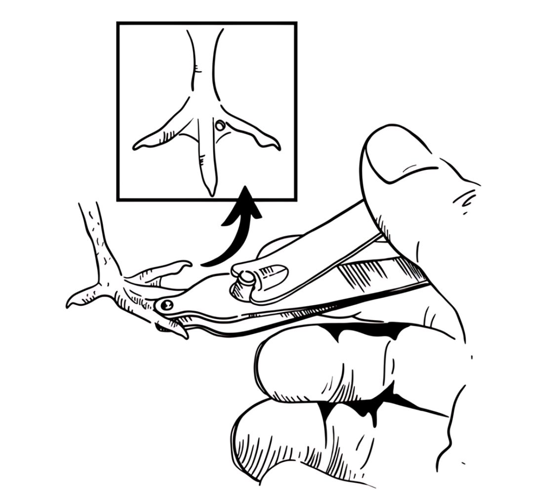 marcador de pollitos	