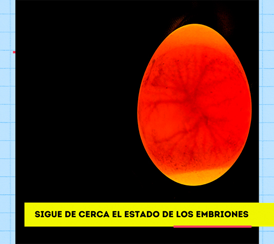 monitor de huevos para latido del embrión