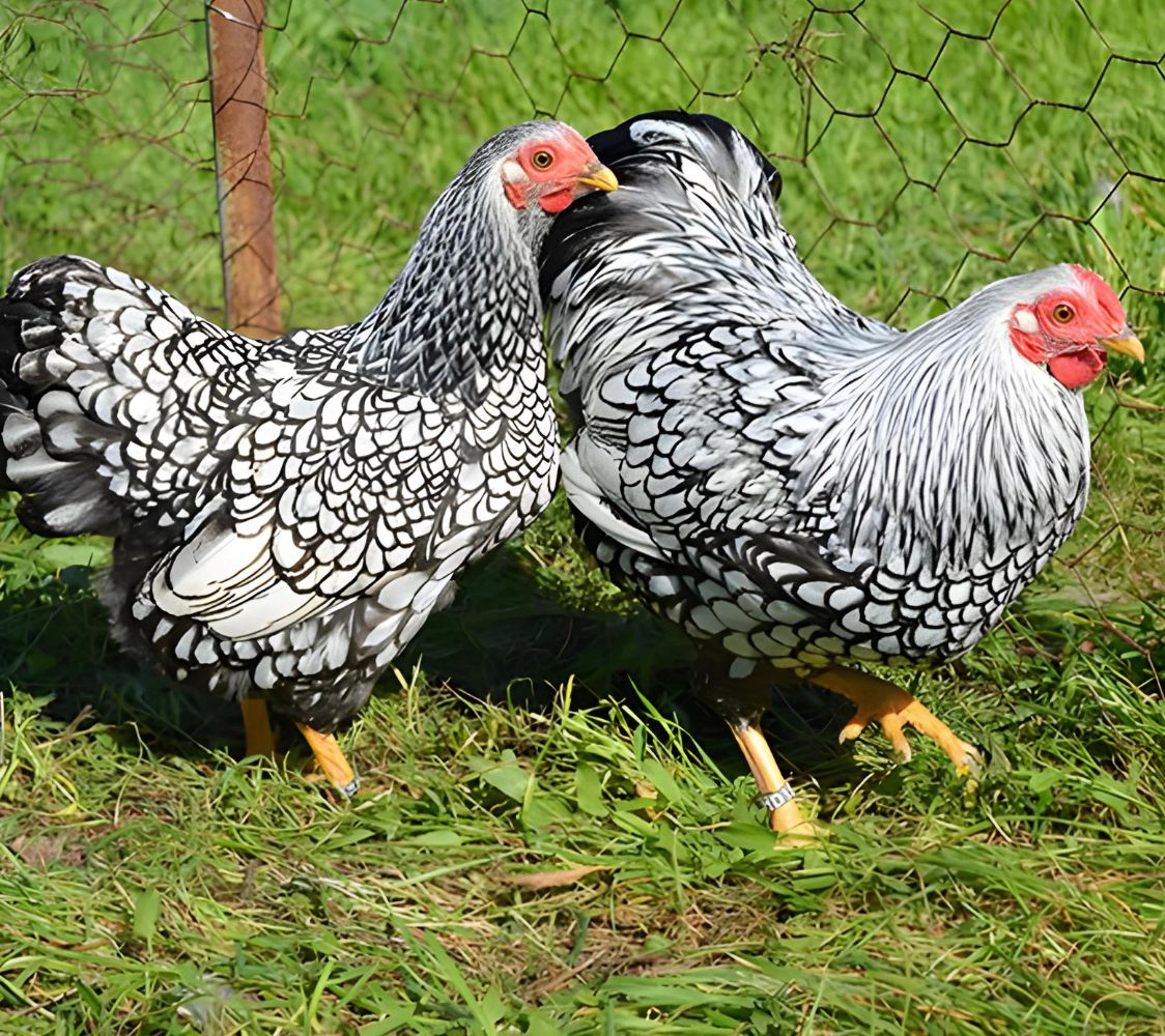 gallina de raza wyandotte enano plateado ribeteado de negro	